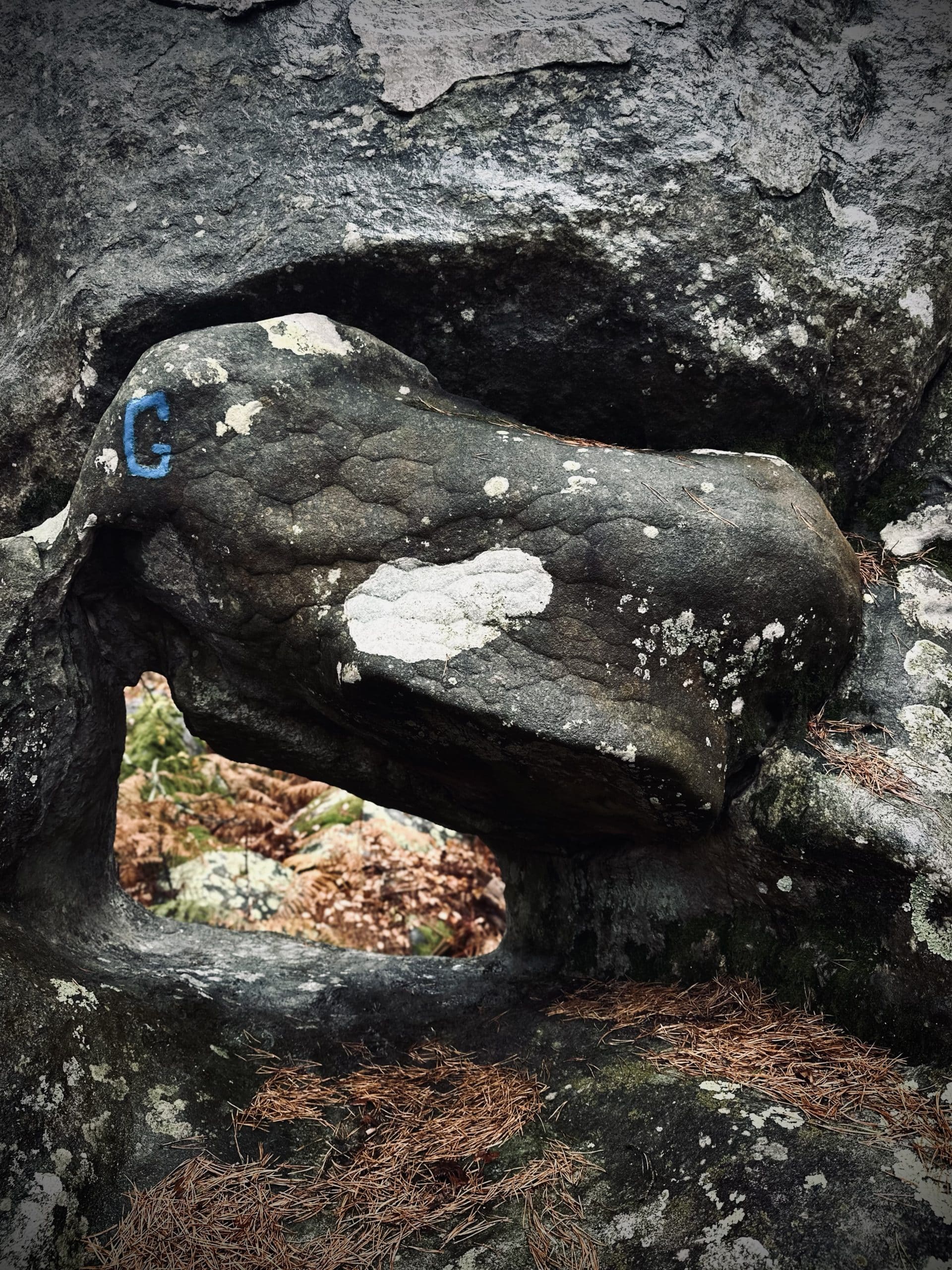 Forêt de Fontainebleau en DÉCEMBRE · © Céline Anaya Gautier